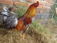 /album/conejos-y-cuyes-en-venta/propiedad-de-criaderps-samaniego-7-jpg/
